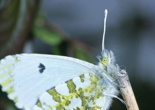 Image of orange tip