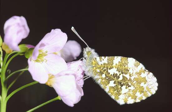 Image of orange tip