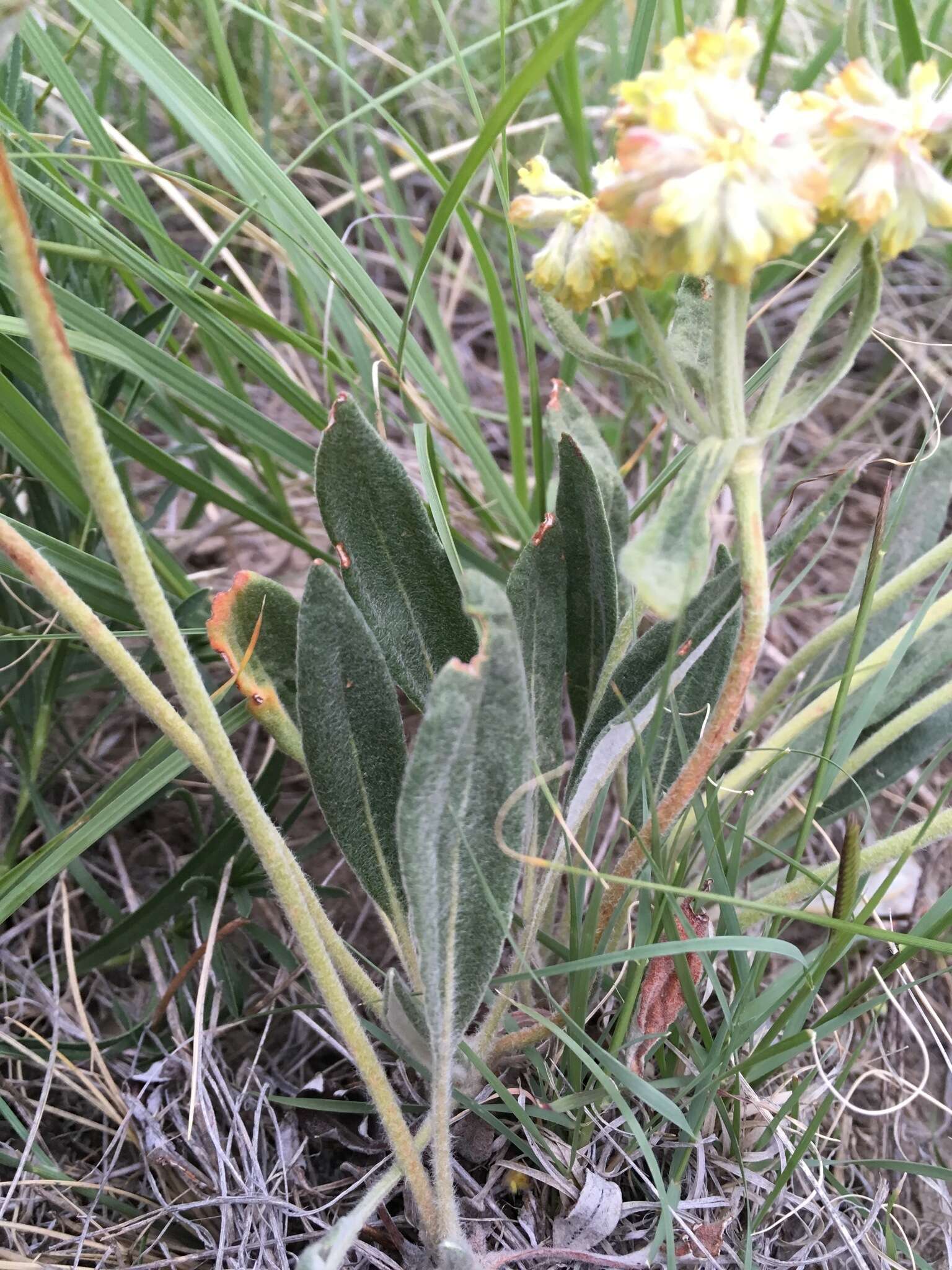 Imagem de Eriogonum flavum Nutt.