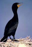 Image of Double-crested Cormorant