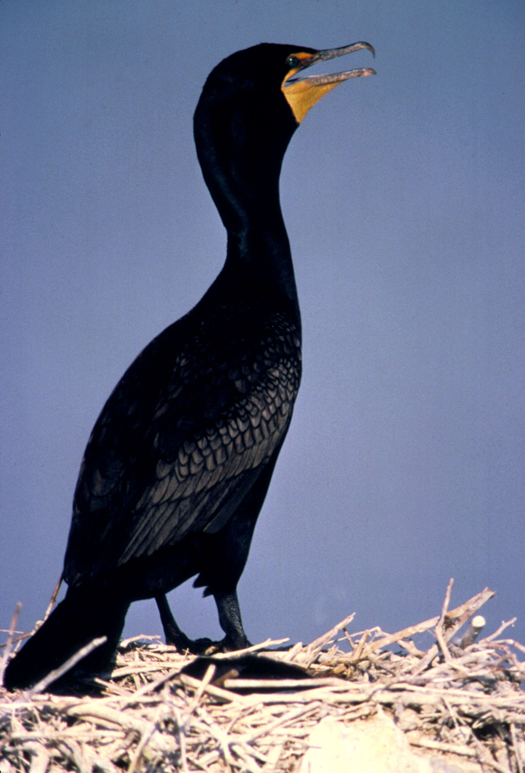 Plancia ëd Phalacrocorax auritus (Lesson & R 1831)