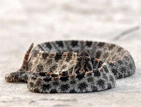 Image of Pygmy Rattlesnake