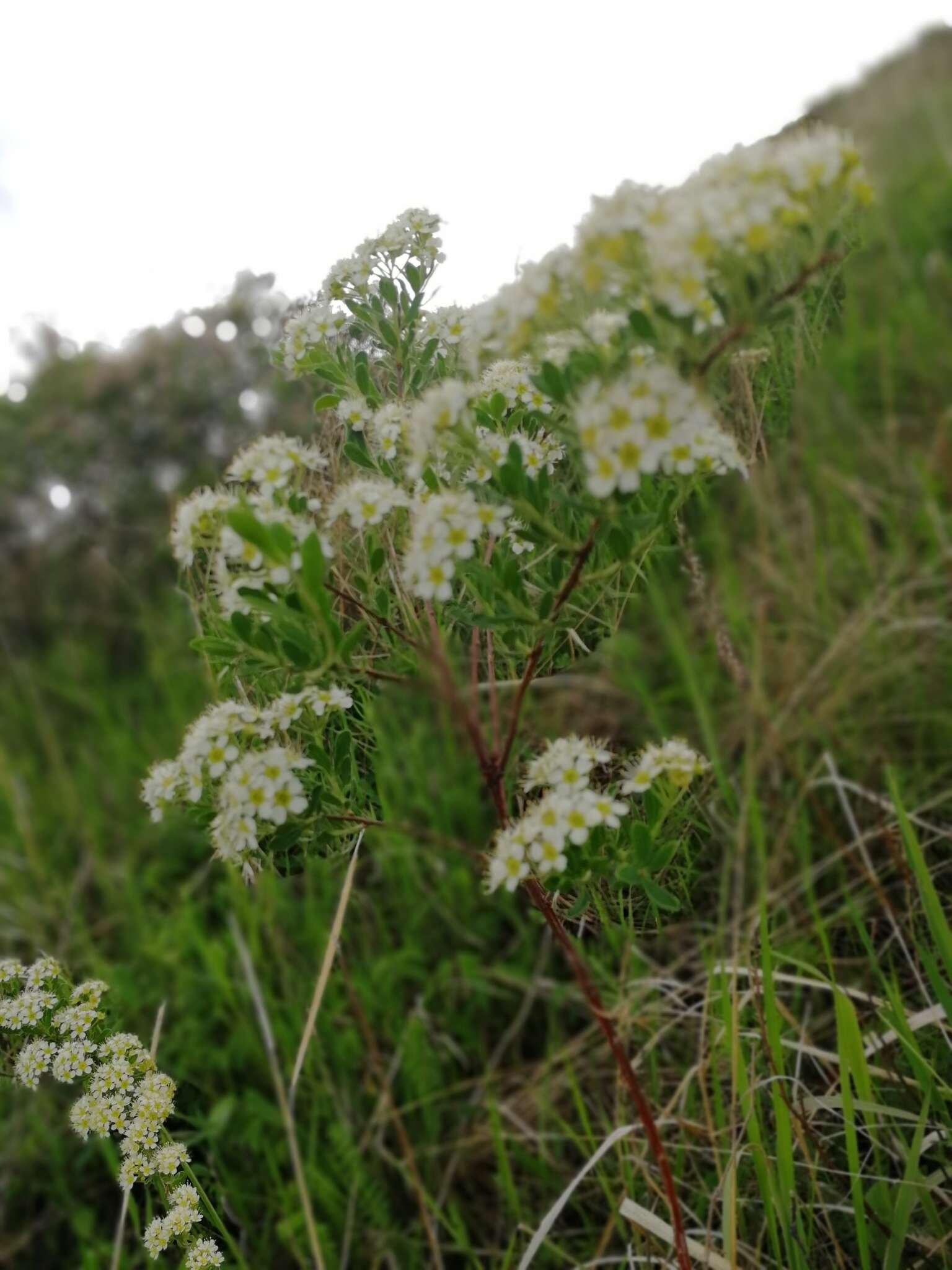 Image of Spiraea crenata L.