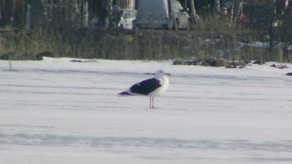 Image of Great Black-backed Gull