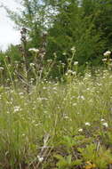 Plancia ëd Galium elongatum C. Presl