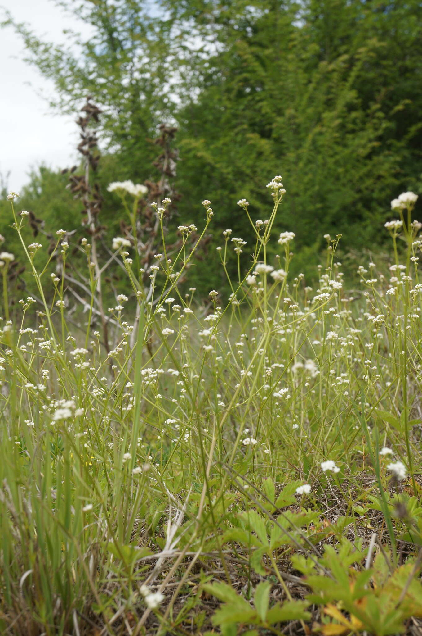 Plancia ëd Galium elongatum C. Presl