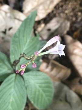 Image of Spigelia dolichostachya Fern. Casas