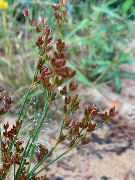 Image de Juncus brevicaudatus (Engelm.) Fern.