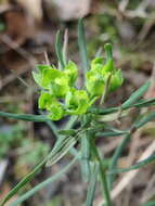 Image of Cypress Spurge