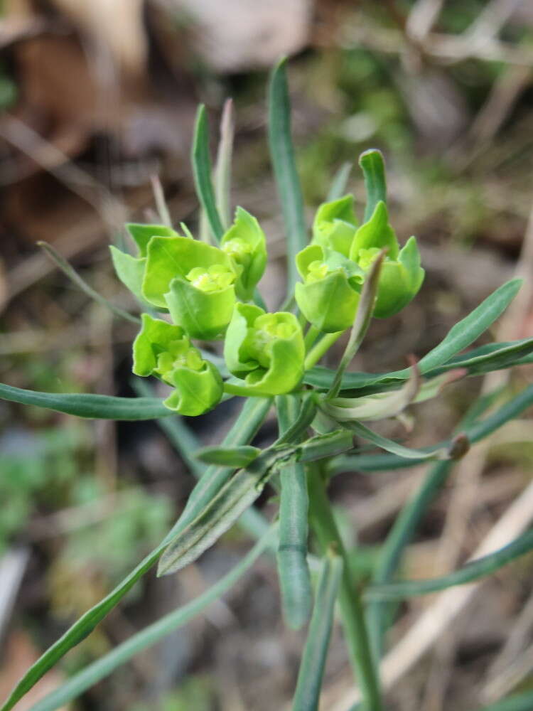 Image de Euphorbe petit cyprès