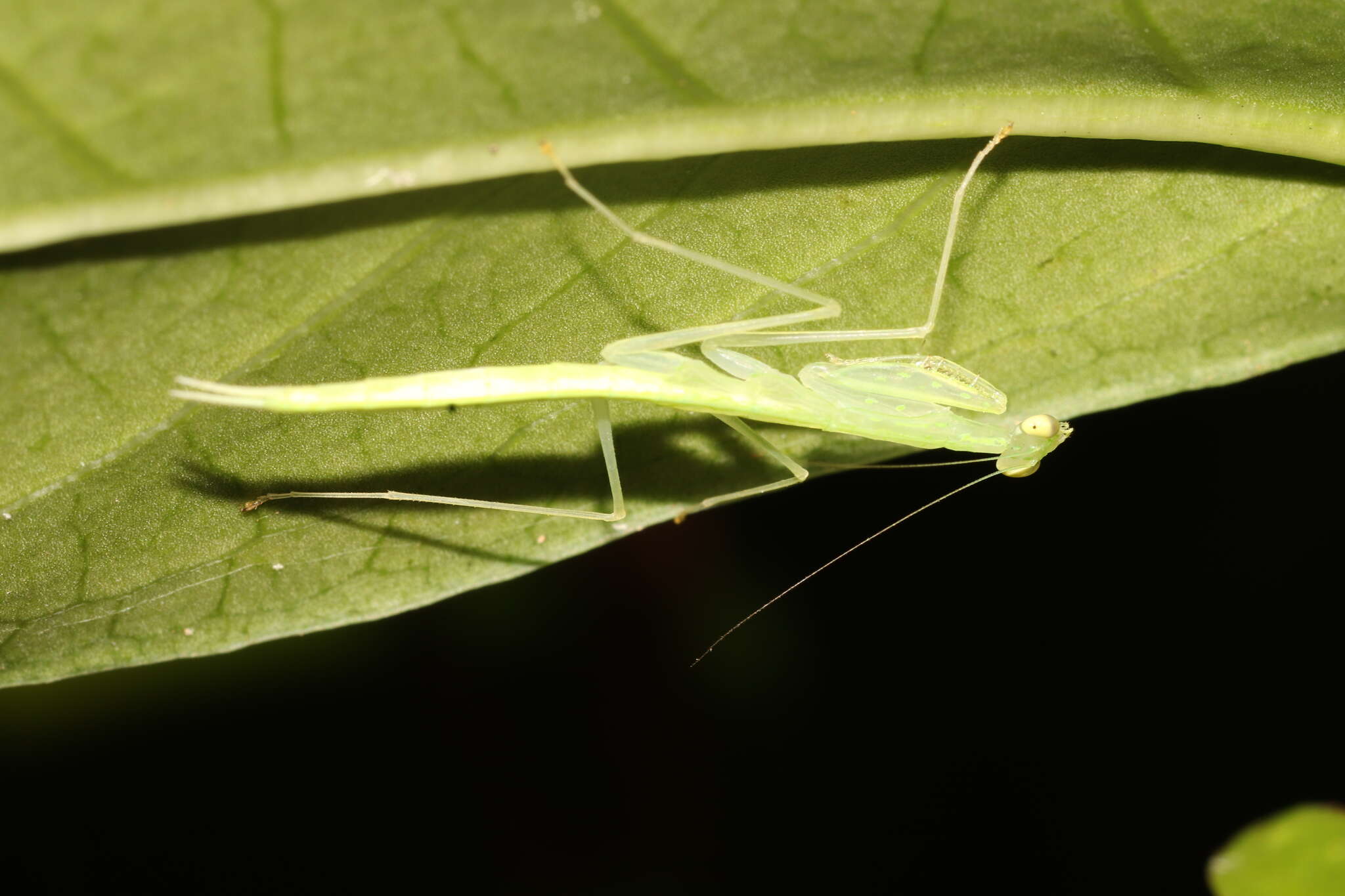 Imagem de Sinomantis denticulata Beier 1933