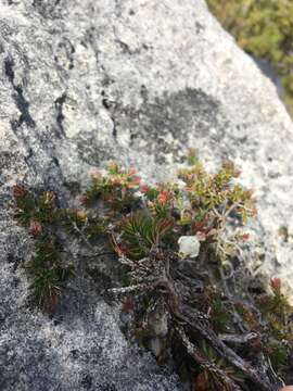 Image of Erica calcareophila E. G. H. Oliver