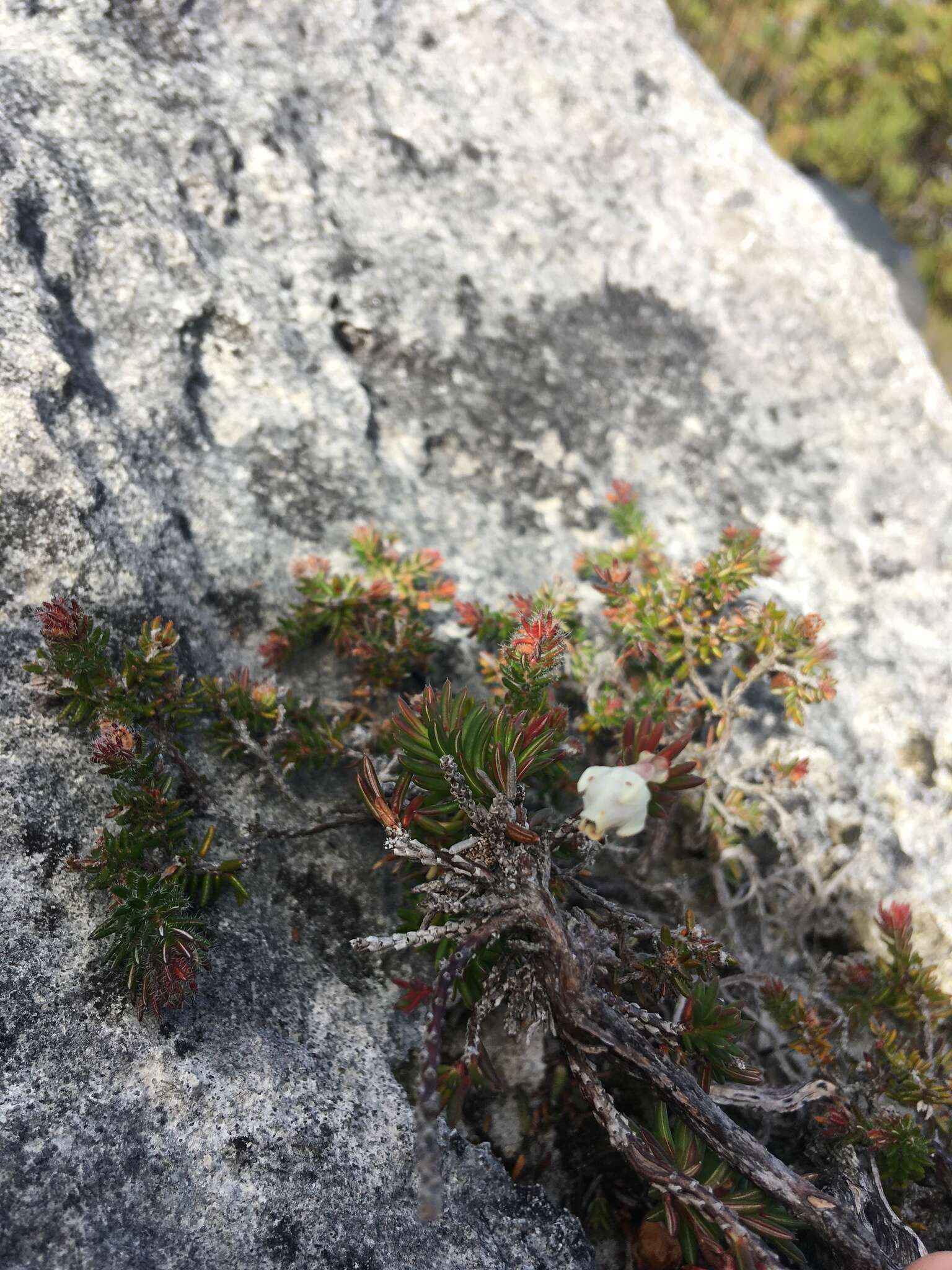 Image of Erica calcareophila E. G. H. Oliver