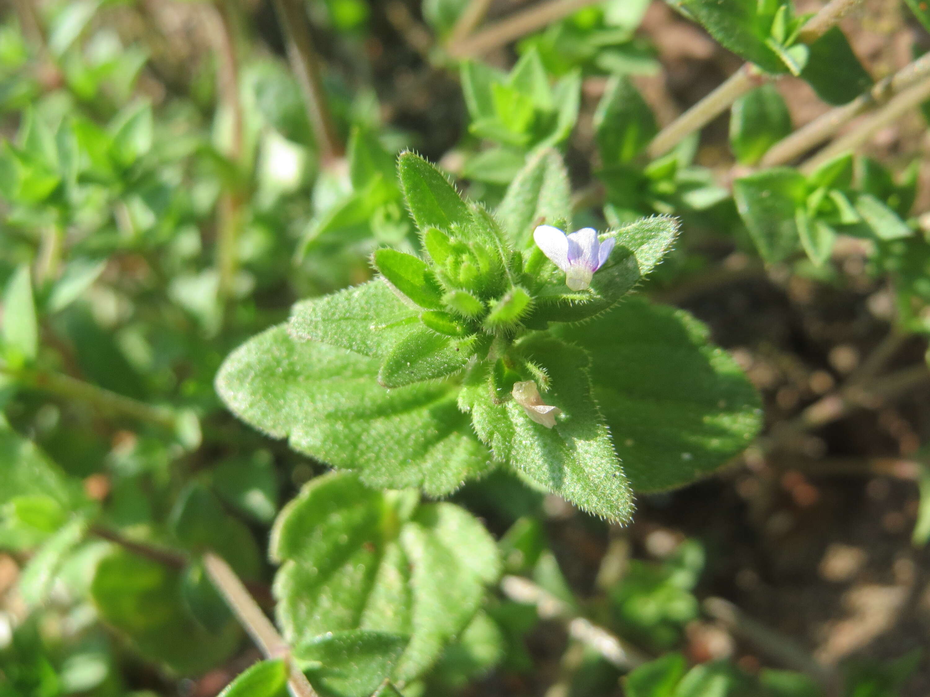 Image of common speedwell