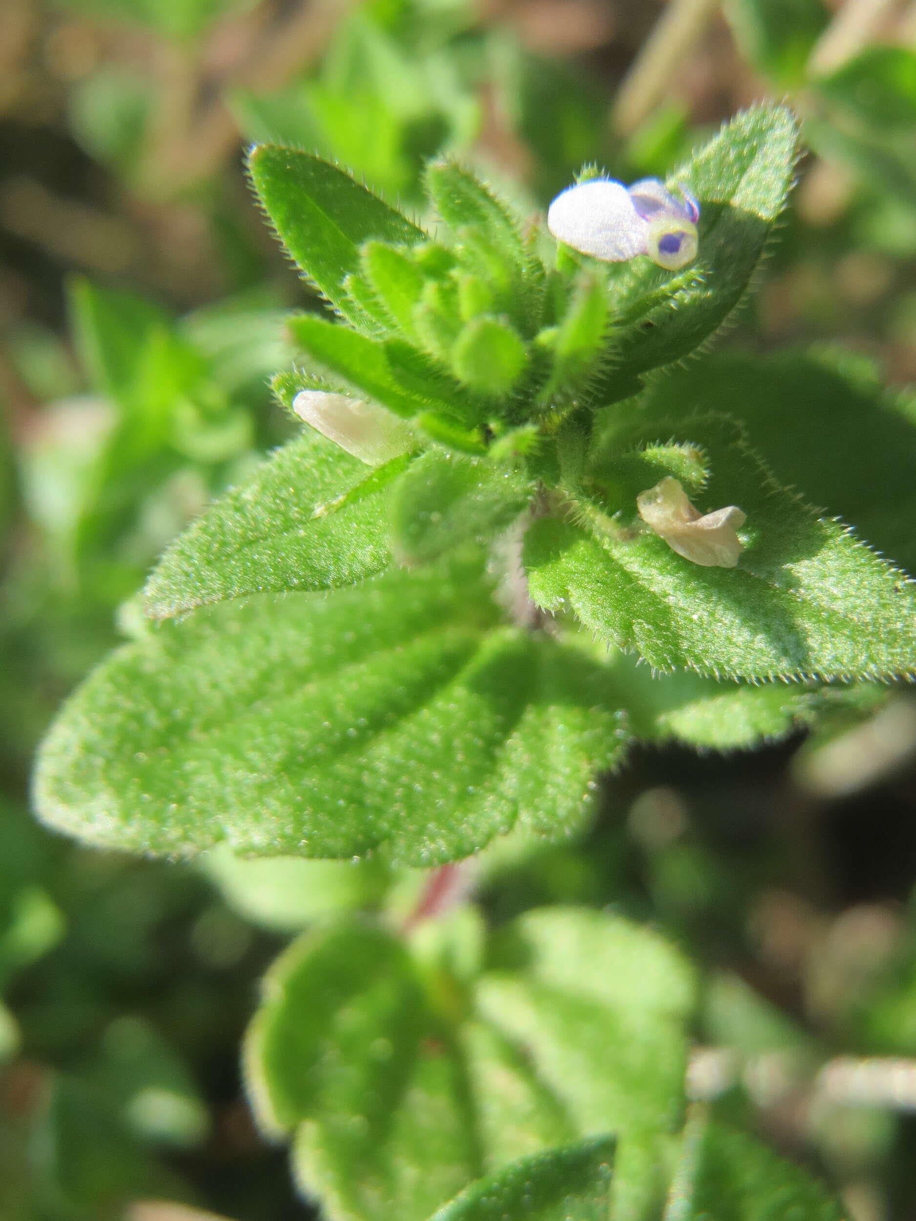 Image of common speedwell