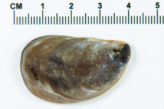 Image of onyx slippersnail