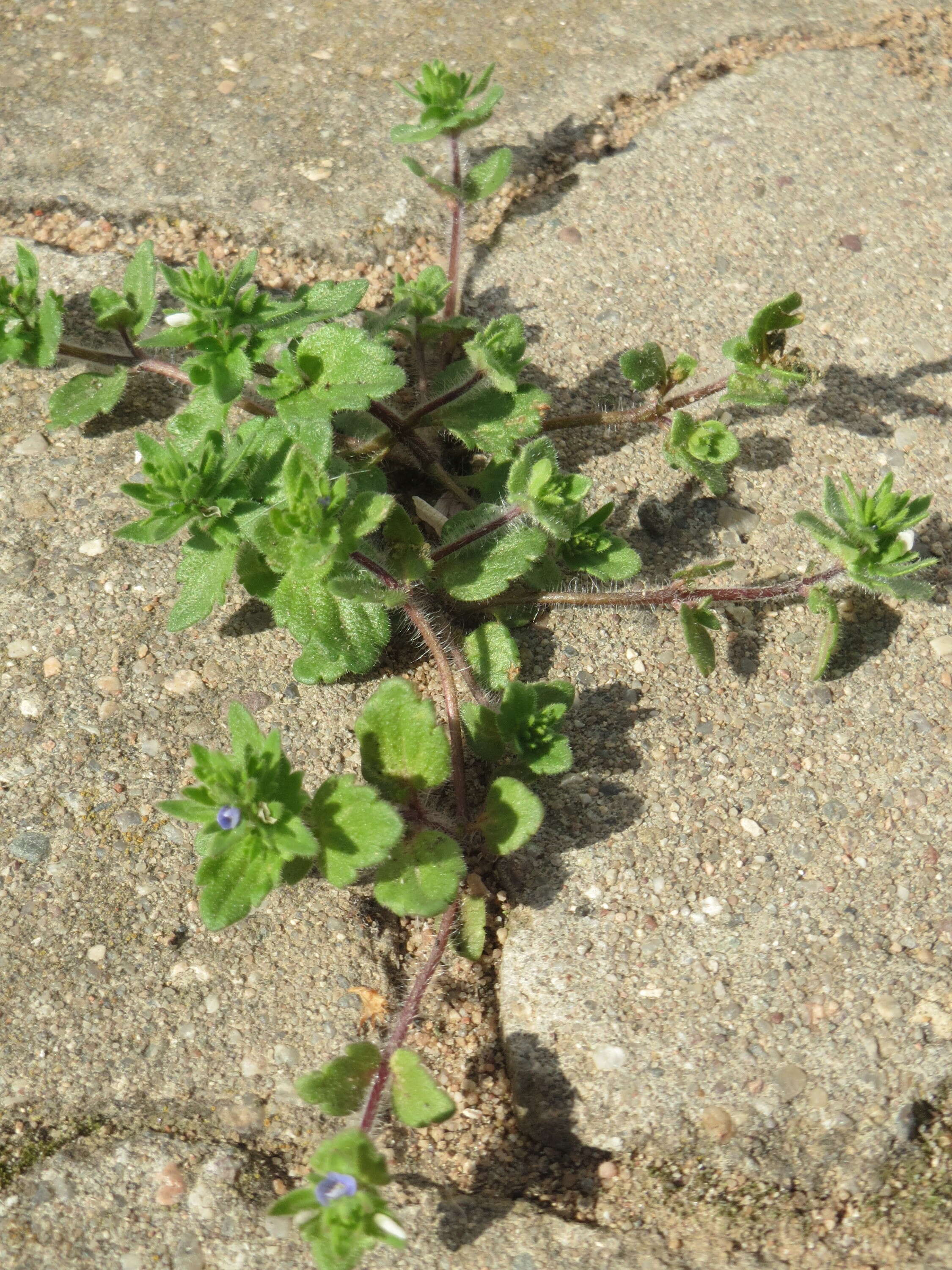 Image of common speedwell