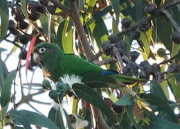 Image of Santa Marta Conure