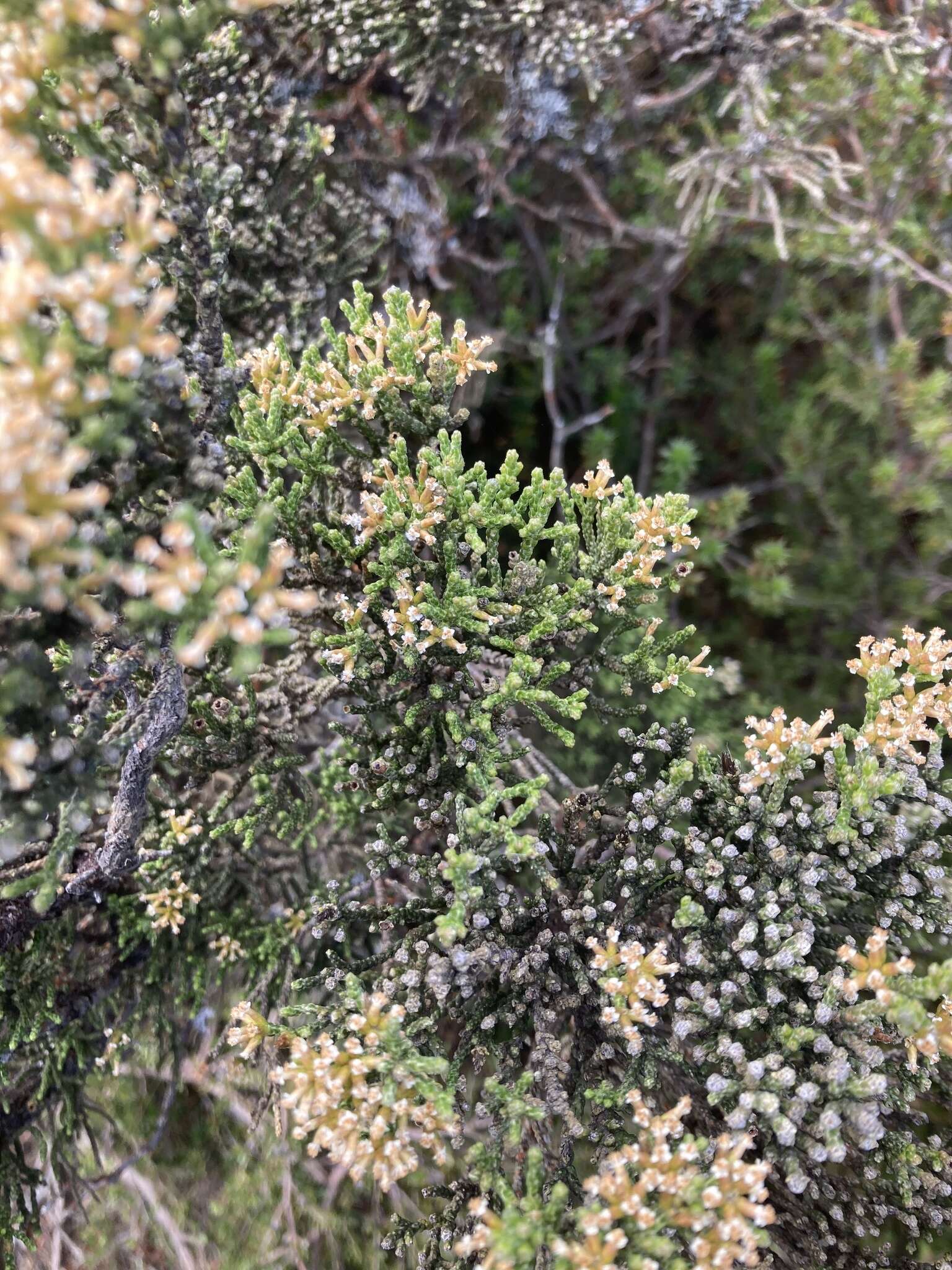 Image of Ozothamnus hookeri Sond.