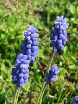 Image of Armenian grape hyacinth