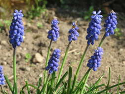 Imagem de Muscari armeniacum H. J. Veitch