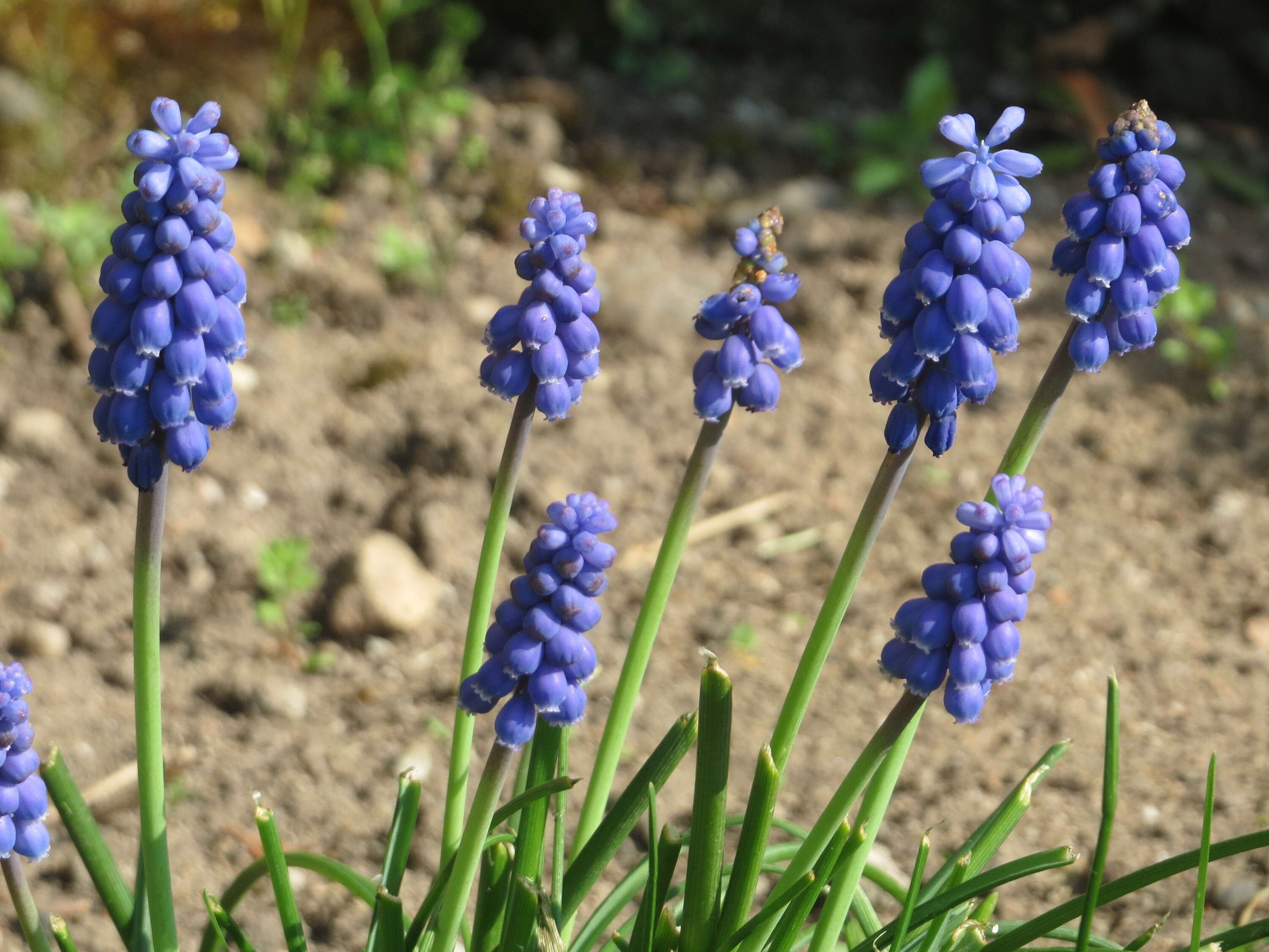 Imagem de Muscari armeniacum H. J. Veitch