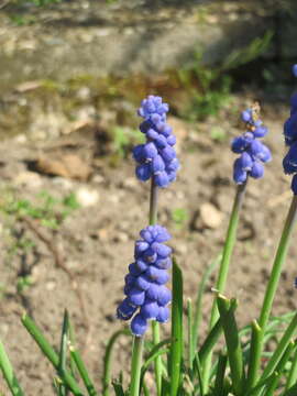 Image of Armenian grape hyacinth