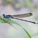 Imagem de Lestes henshawi Calvert 1907