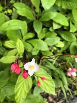 Image of Puerto Rico Begonia