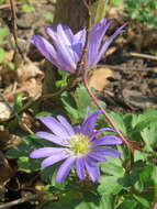 Image of Balkan Anemone