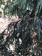 Image of Drooping Juniper