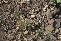 Plancia ëd Oxytropis pallasii Pers.