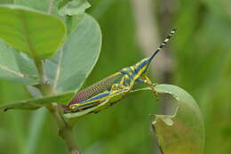 Plancia ëd Poekilocerus pictus (Fabricius 1775)