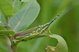 Plancia ëd Poekilocerus pictus (Fabricius 1775)