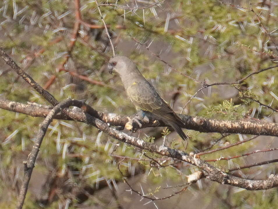 Image of Rüppell's Parrot