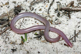 Image of Southern Blind Snake