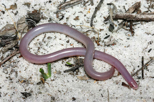 Image of Southern Blind Snake