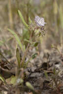 Image de Phacelia exilis (A. Gray) G. J. Lee