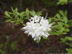 Imagem de Rhododendron alabamense Rehder