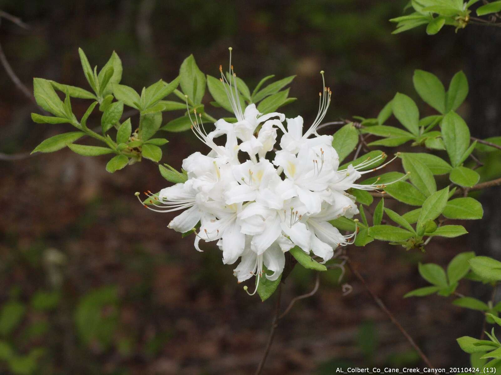 Image of Alabama azalea