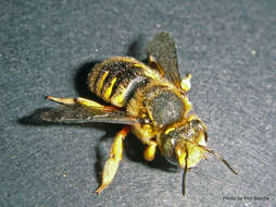 Imagem de Anthidium manicatum (Linnaeus 1758)