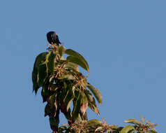 Image of Tawny-shouldered Blackbird