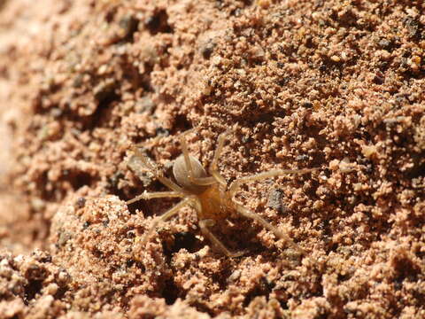 Image of Chilean recluse