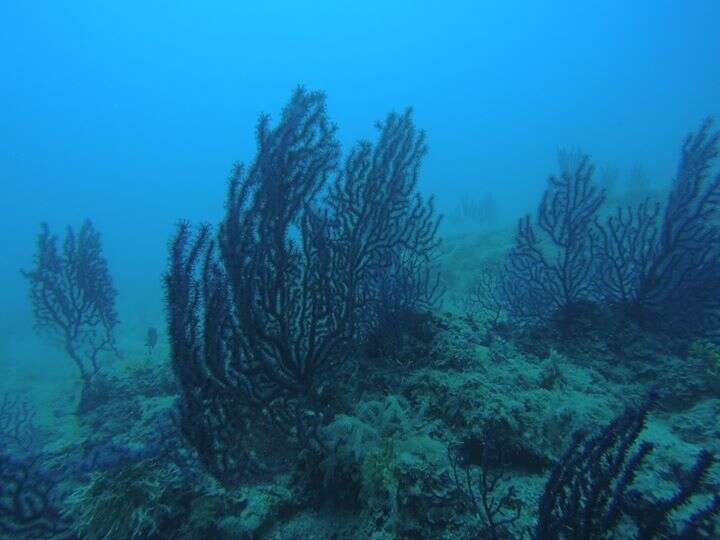 Image of chameleon sea fan