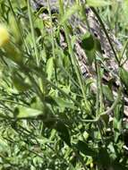 Image de Haplophyton crooksii (L. D. Benson) L. D. Benson