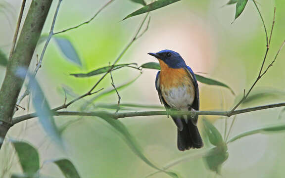 Image of Hill Blue Flycatcher