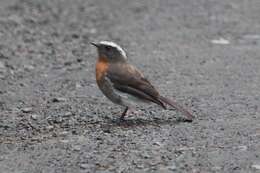 Image of Rufous-breasted Chat-Tyrant