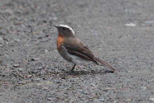 Ochthoeca rufipectoralis (d'Orbigny & Lafresnaye 1837)的圖片