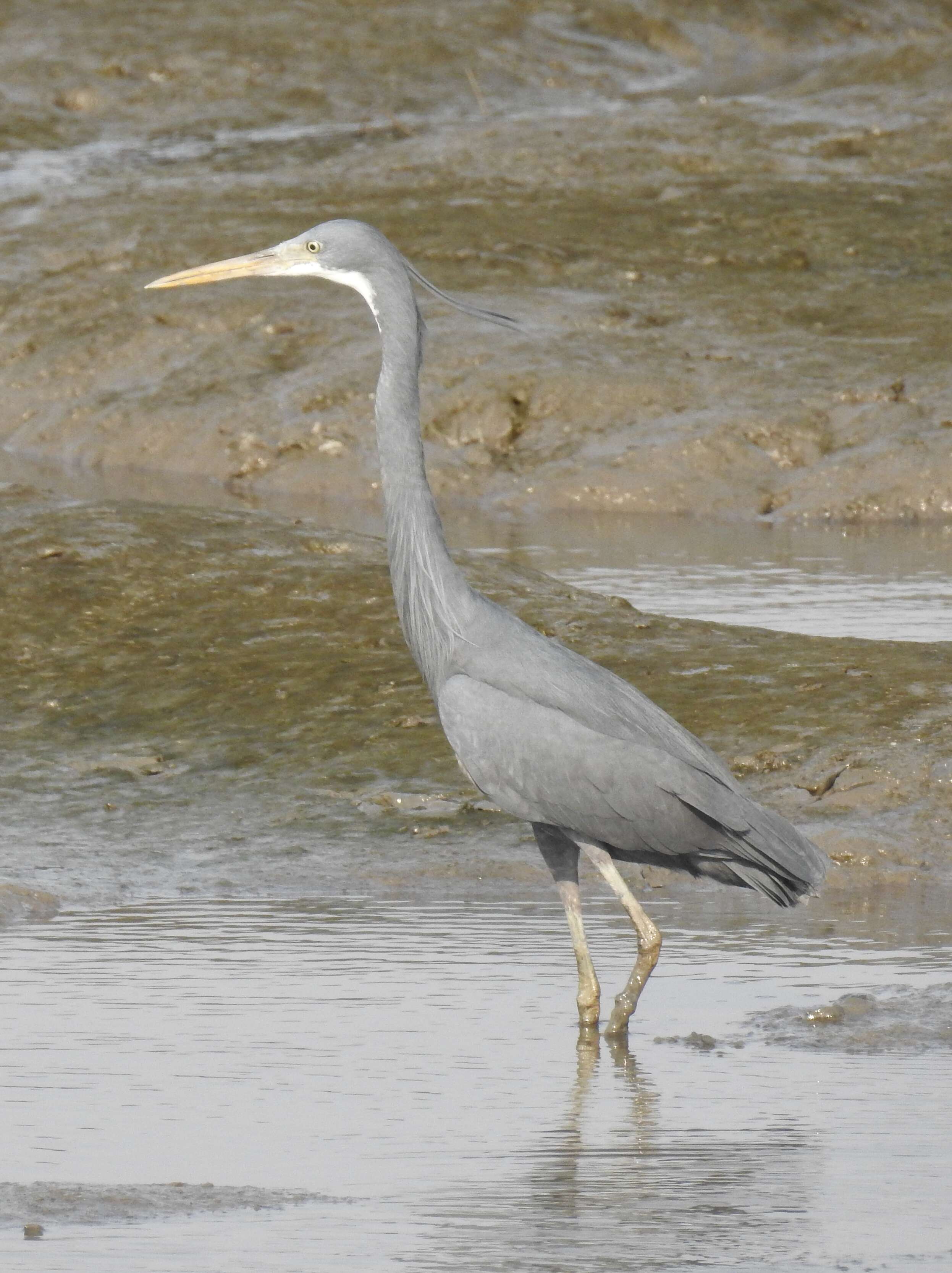 Image of Western Reef Heron