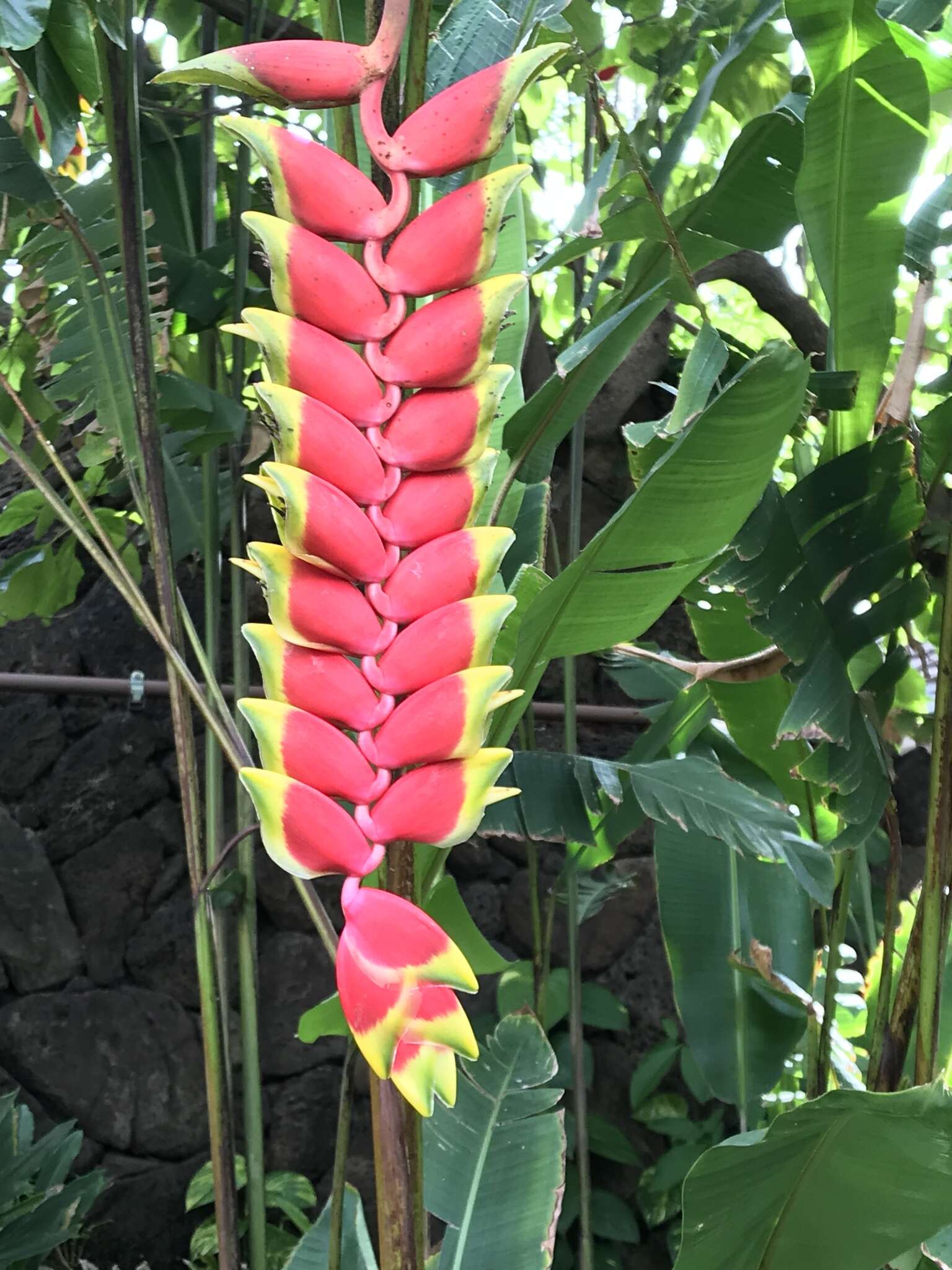 Image of false bird of paradise